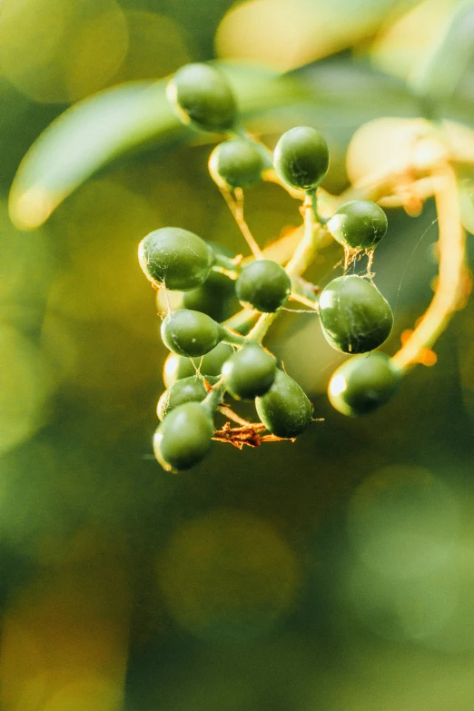 some olives growing on the tree nch