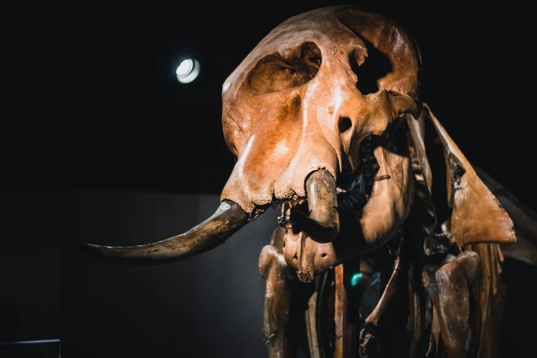 a large elephant skull has been placed in the dark