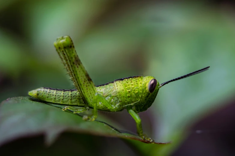 a green insect sitting on top of a leaf