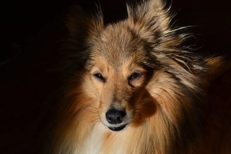 a dog with long hair on a black background