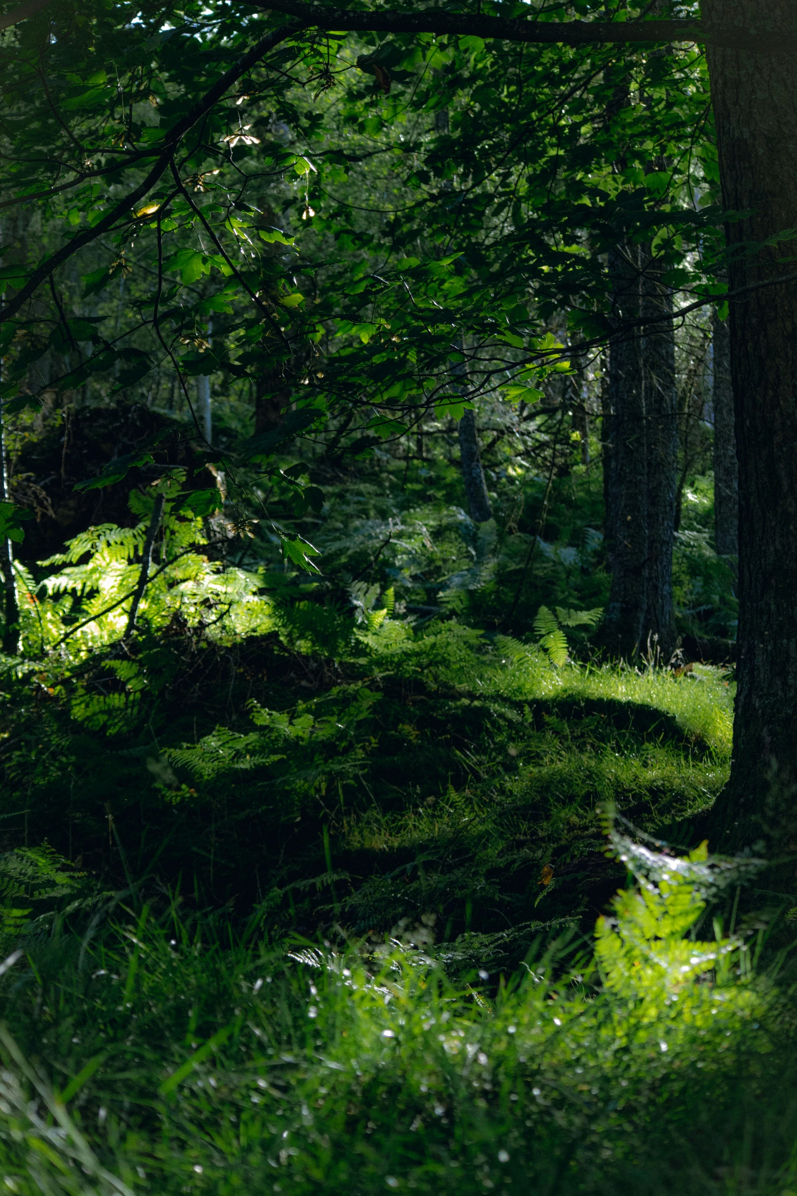 the sunlight through the trees casts a light on some bright green grass