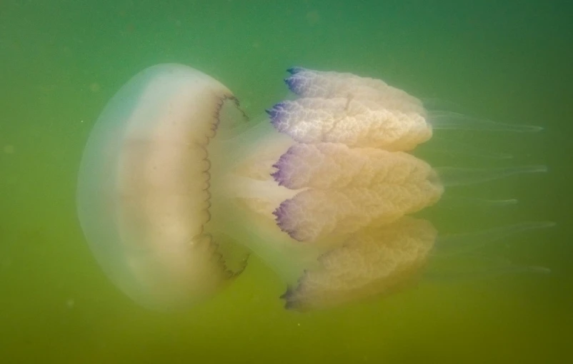 a jellyfish in an aquarium filled with water