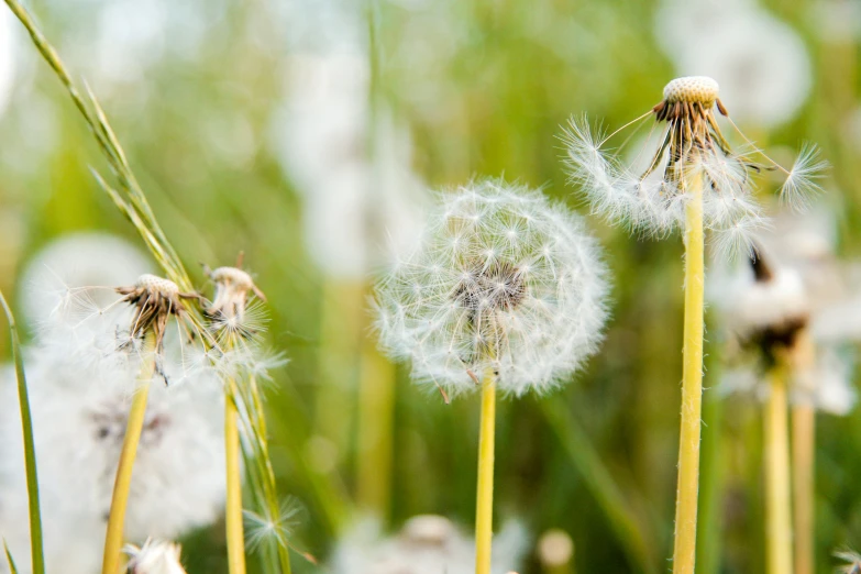 dandelion seeds blowing in the wind