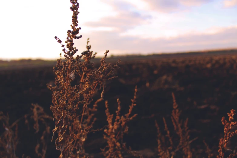 some plants standing up in a field