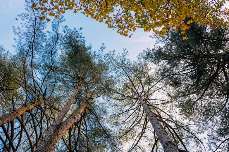 looking up at tall trees in a forest