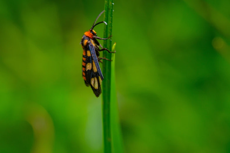 an insect on a blade of grass with other small insects