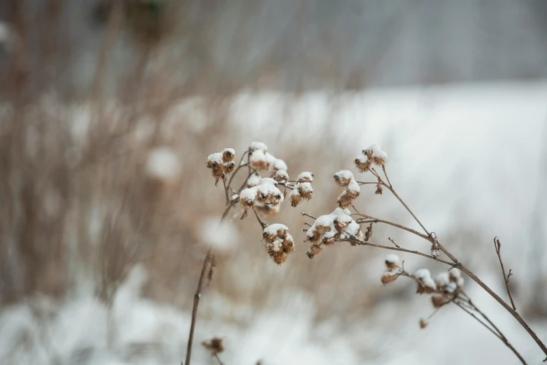 snow is on some kind of plant with some snow