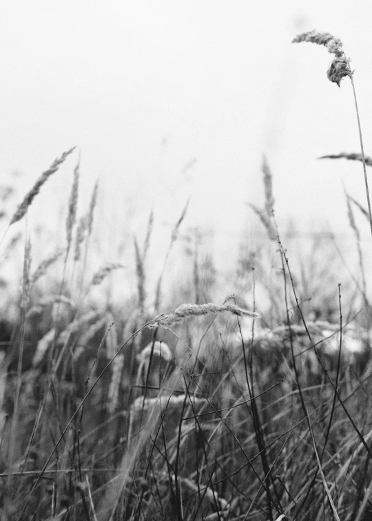 a black and white image of a tall grass