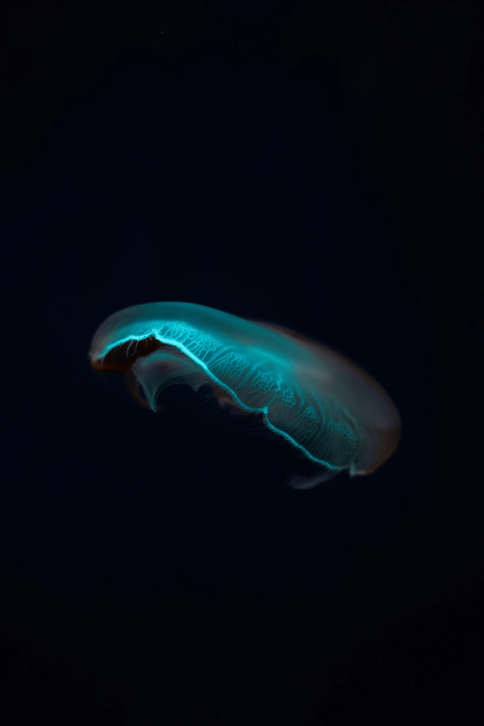 a green squid swimming in the dark water