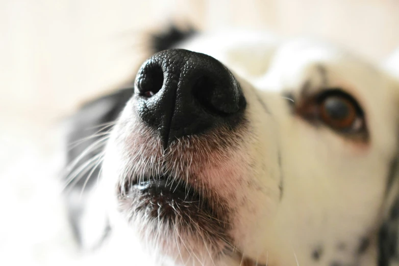 a dog's nose and snout are seen against a white background