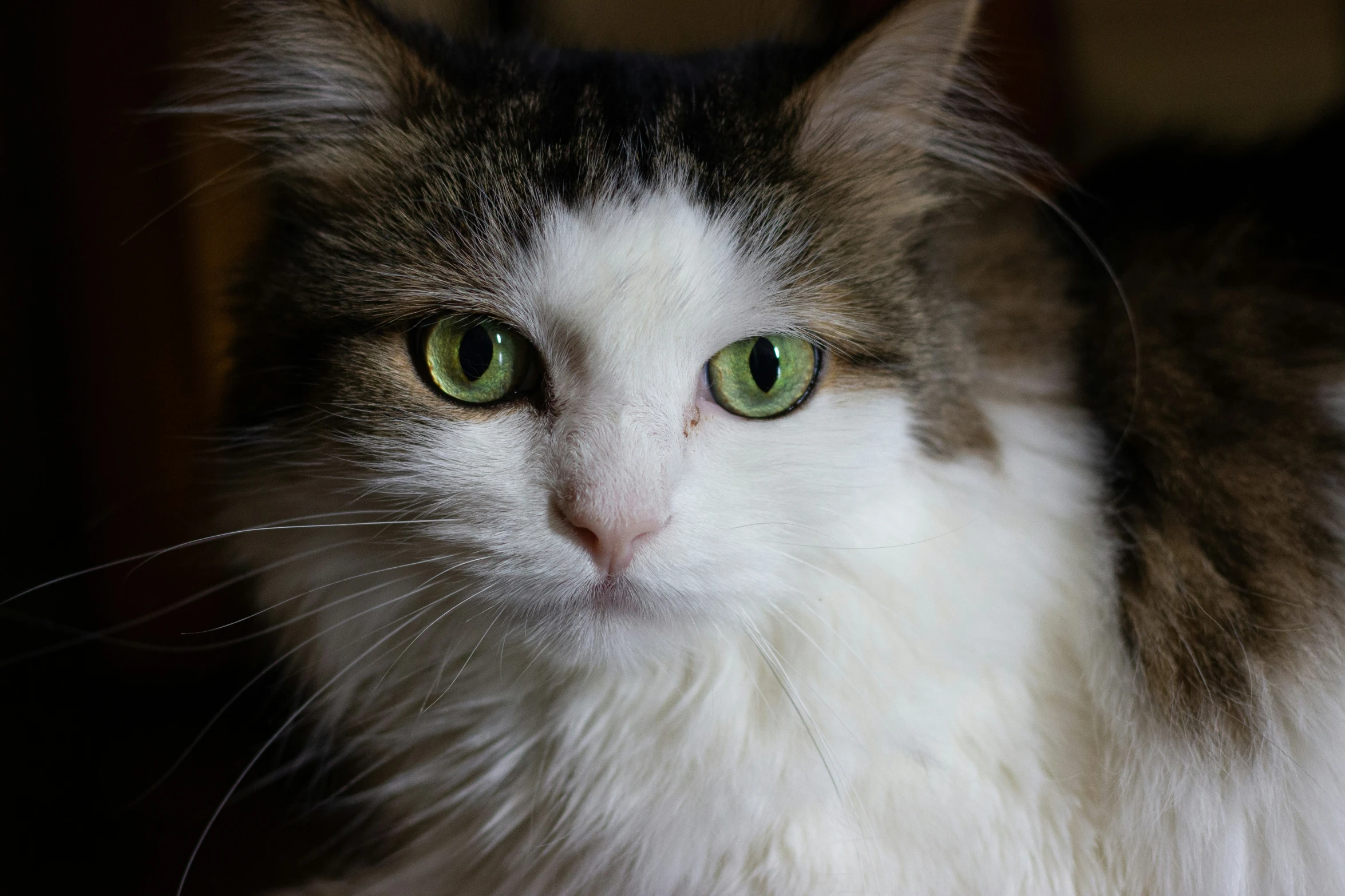 an adult cat with green eyes in the dark