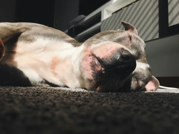 a dog is taking a nap on the carpet