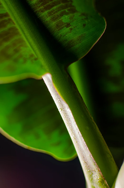 there is a plant with some very thin leaves