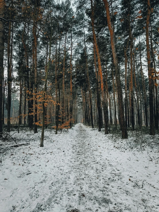 an empty trail in the middle of snowy woods