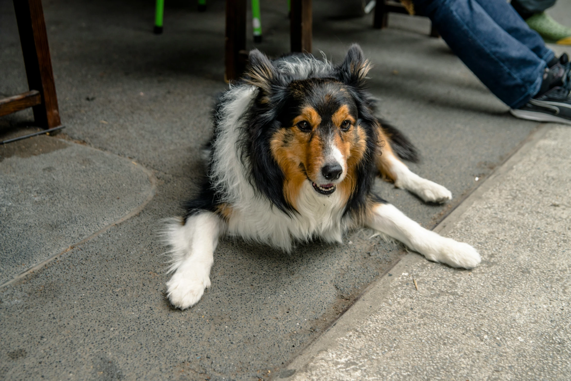 a dog that is laying down on the ground