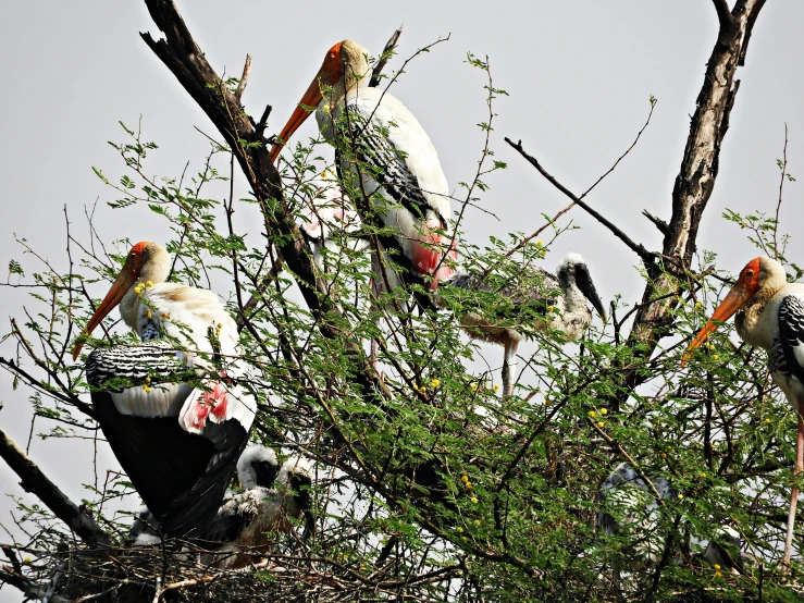 there are some birds standing in a tree