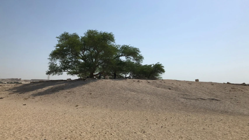 two tree stands on a desert hill under a clear blue sky