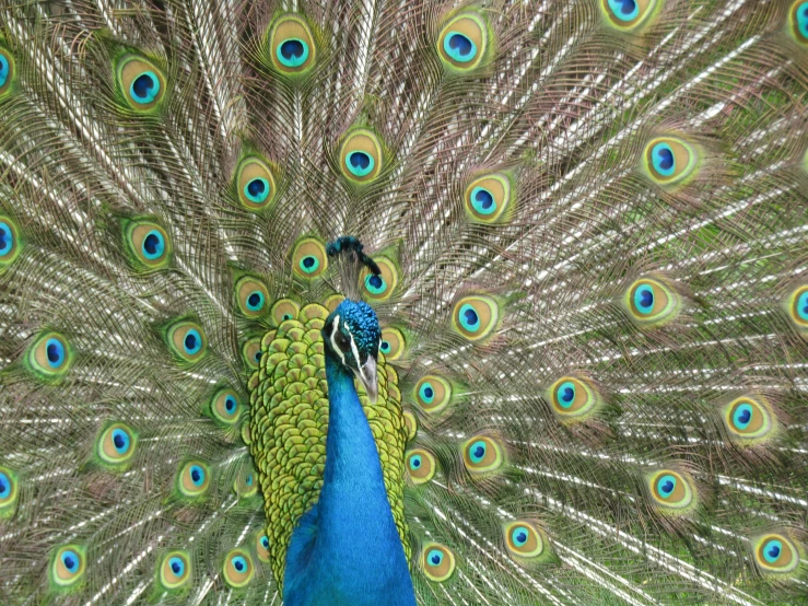 the peacock is displaying its feathers out with the feathers open