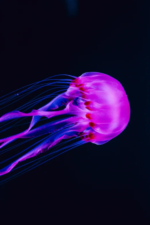 purple jellyfish swimming in the deep blue water