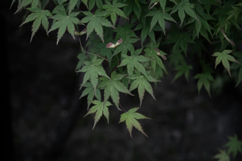 green leaves hanging over trees on a dark day