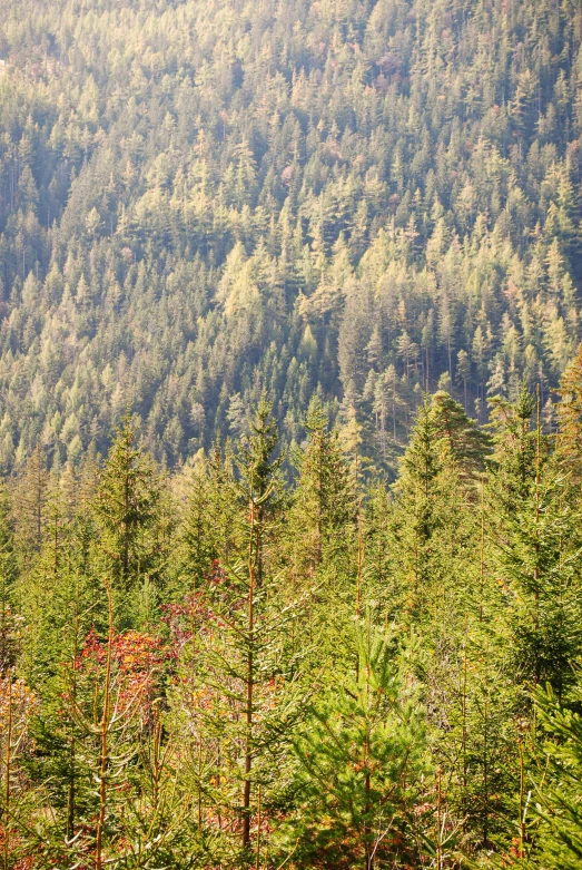 two horses graze in the brush along side a mountain