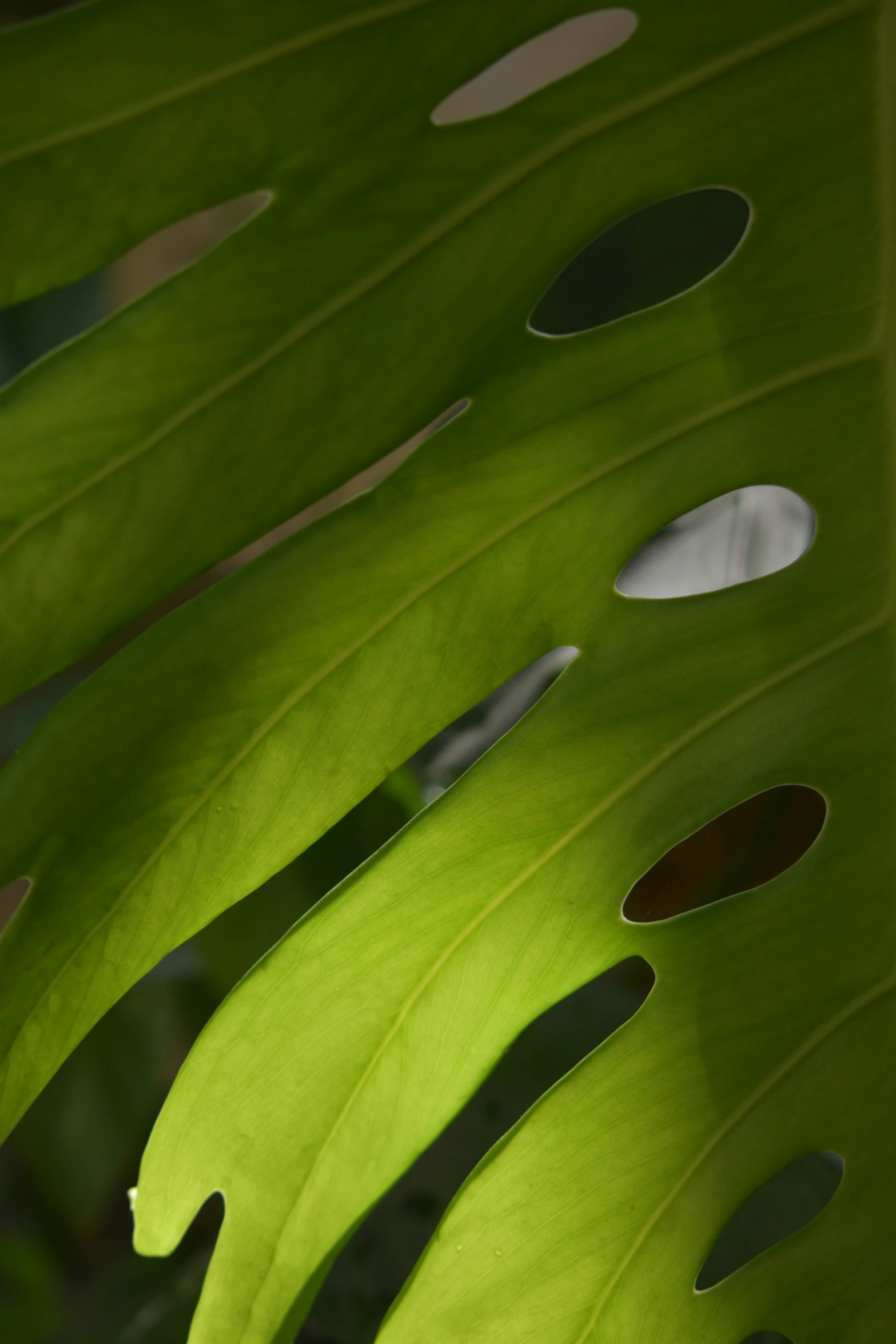 a green leaf with holes on the top of it