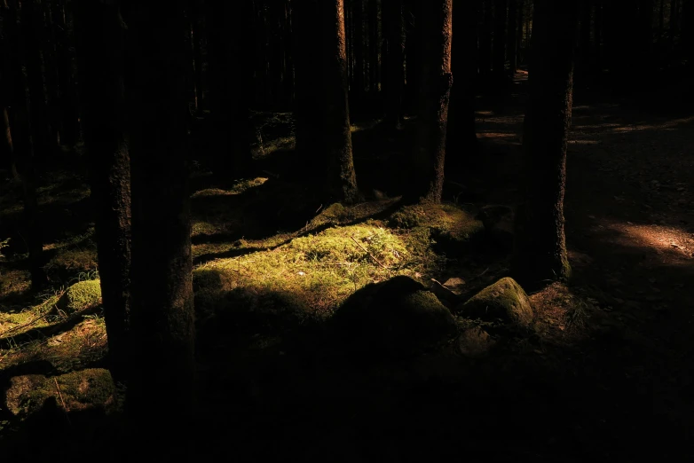 an image of a dark forest with the light from a window behind it