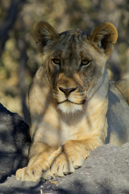 this lion is relaxing on a rocky mountain