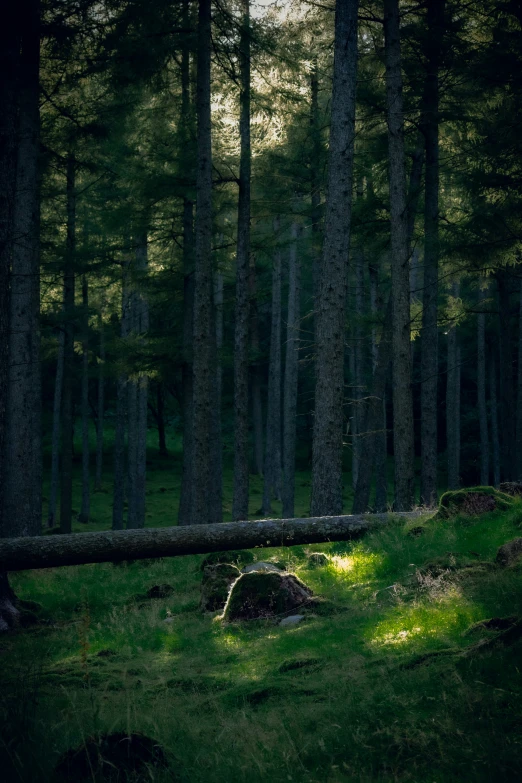 the sunlight shines through the forest, revealing a fallen tree trunk