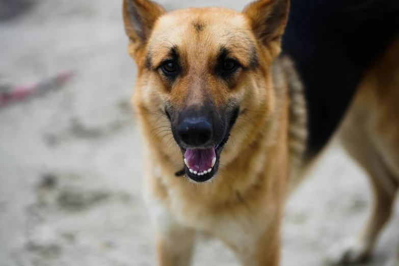 the head and shoulders of a large dog with a leash