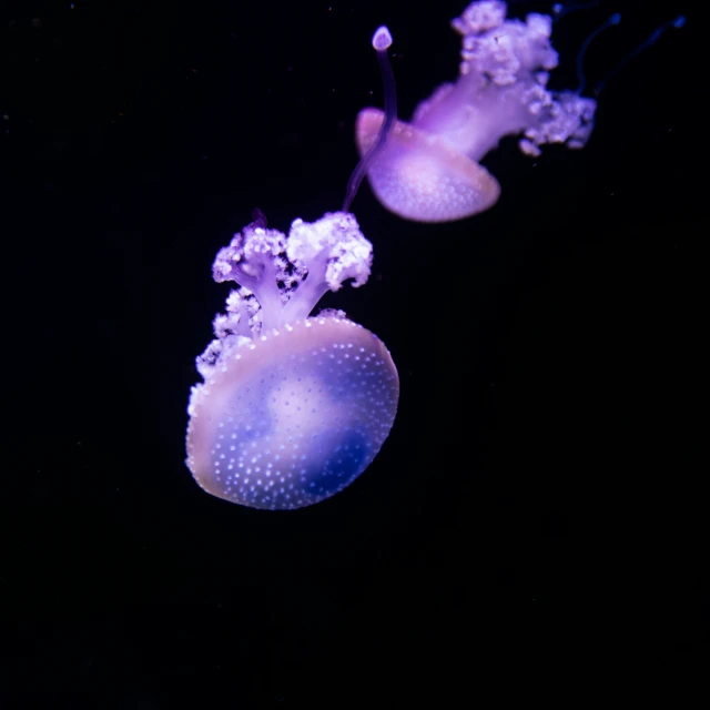 two jellyfishs are swimming in the dark