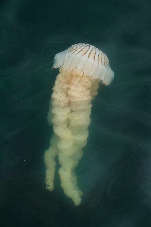 an image of a jellyfish in the water