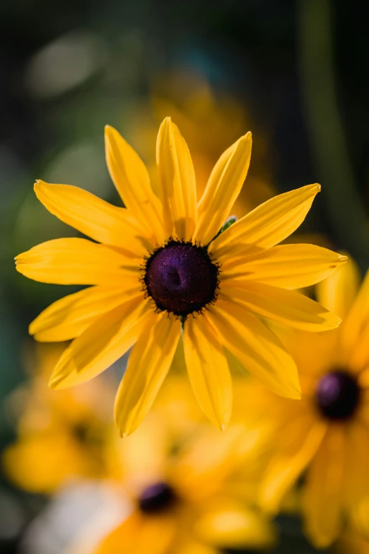 the yellow flowers in this plant have very large petals