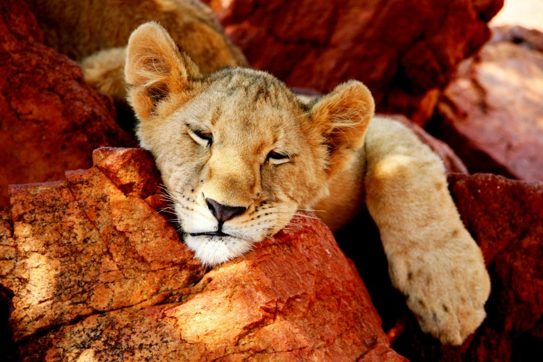 a lion rests its head on some rocks