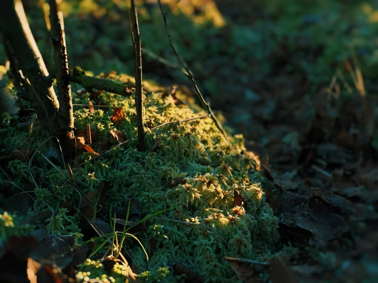 small plants growing on the side of a fence