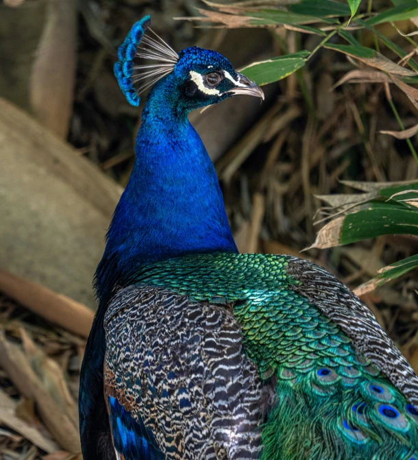 a beautiful peacock standing in a field by some trees