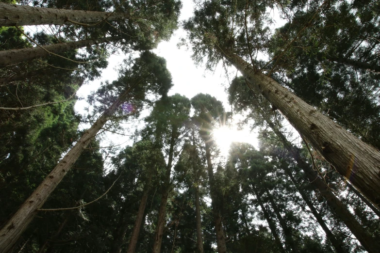 the top view of a group of tall trees