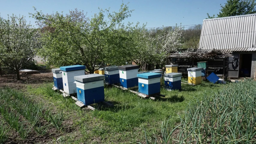 four beehives stand in the grass in front of trees