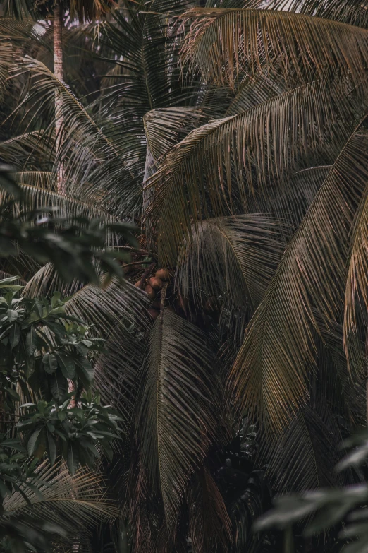 an image of palm trees from a high viewpoint