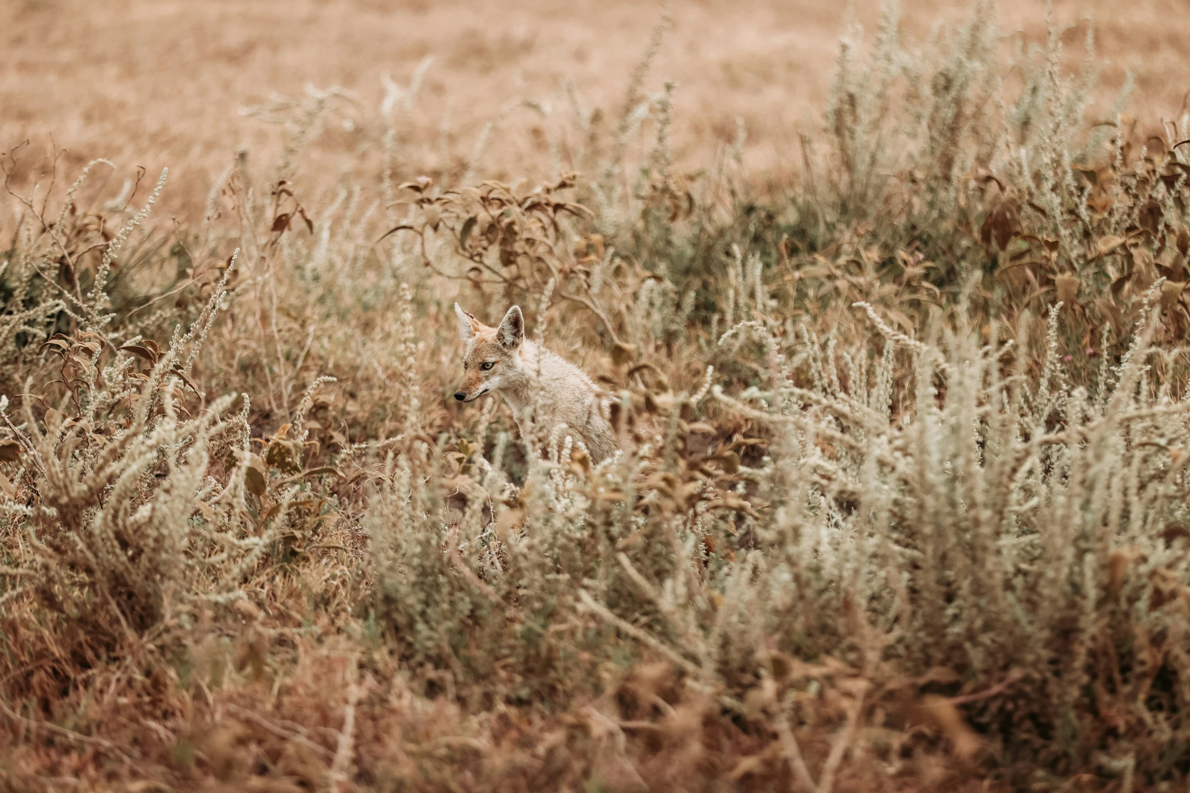 a small animal sitting in a dry grass field