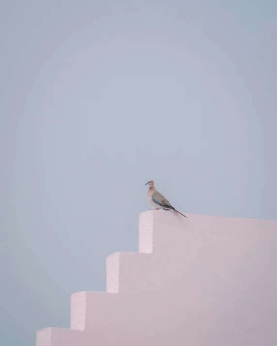 a bird sits on the edge of a set of stairs