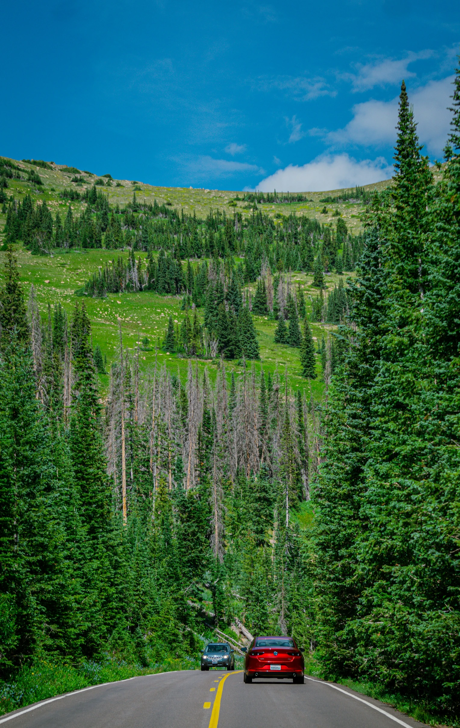 two vehicles driving down the highway through some pine trees