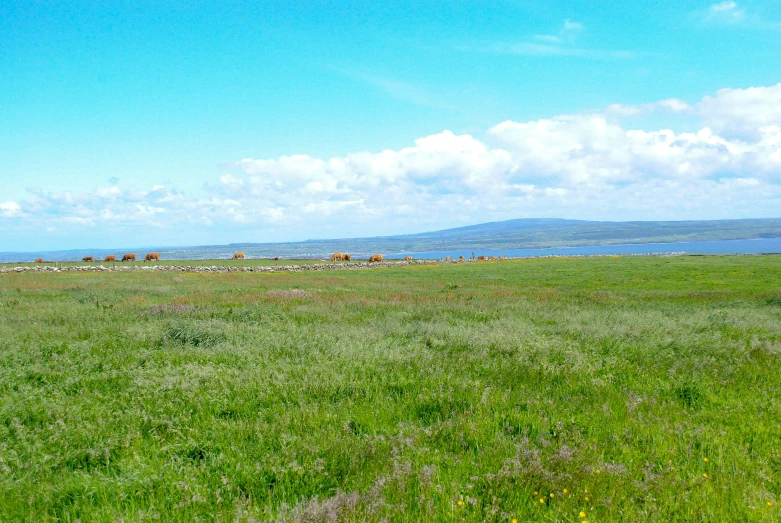 green field with flowers in grass and hills in the distance