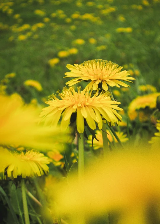 a bunch of yellow flowers in the grass