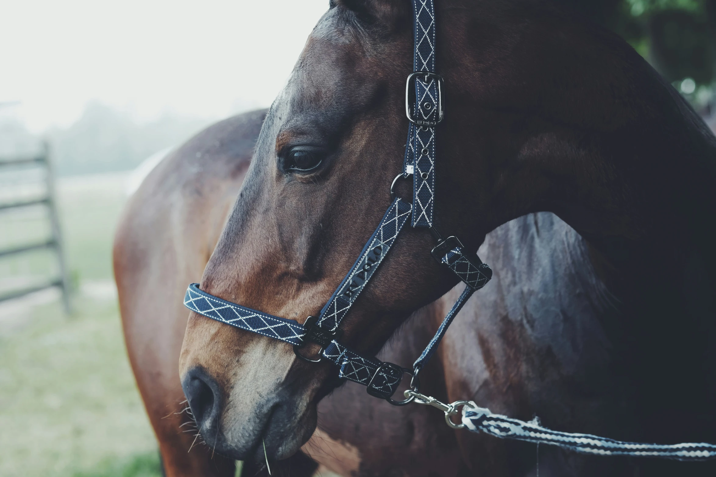 the head of a horse looking at the camera