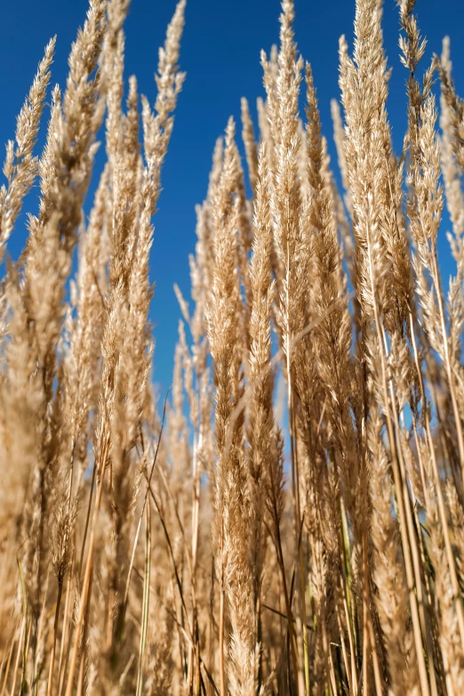 a po of some grass with blue sky in the background