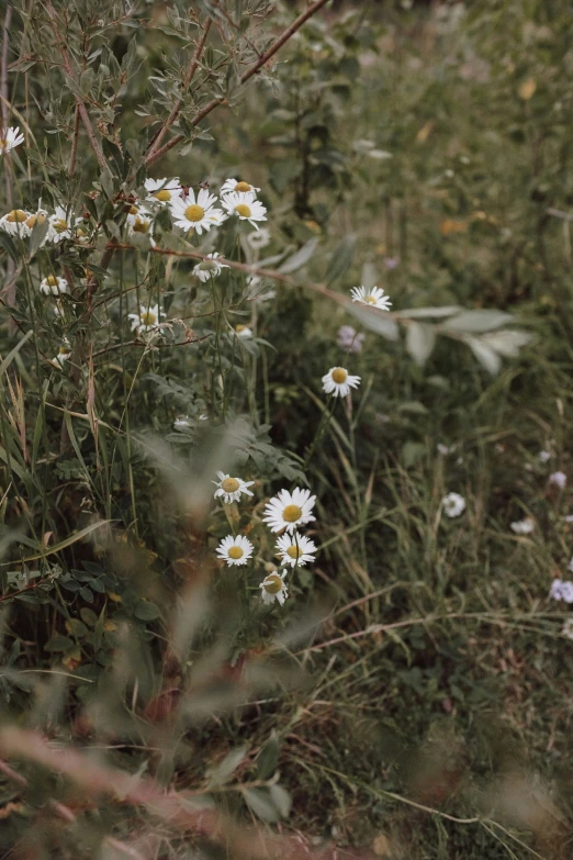 the daisies grow in the meadow in this close up picture