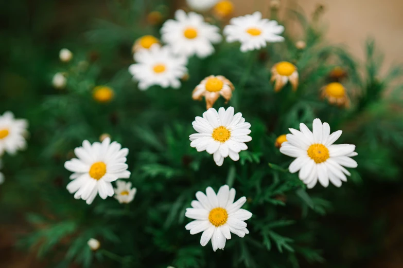 some white daisies and other white flowers outside