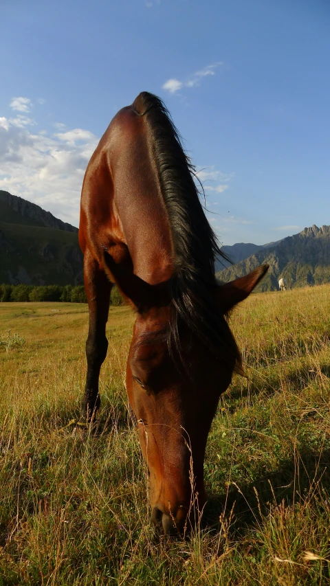 there is a horse eating grass in the pasture