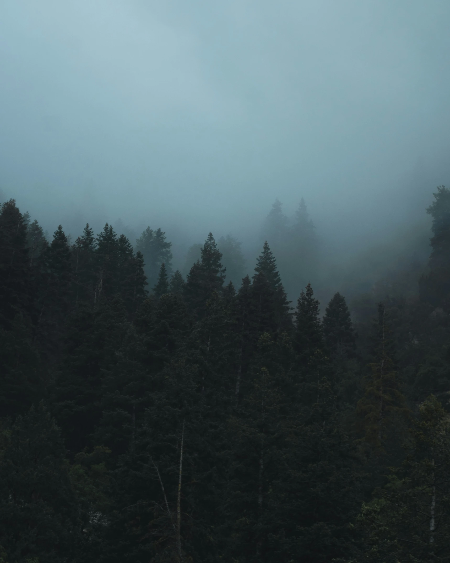 a foggy, foggy forest is shown with an animal in the foreground